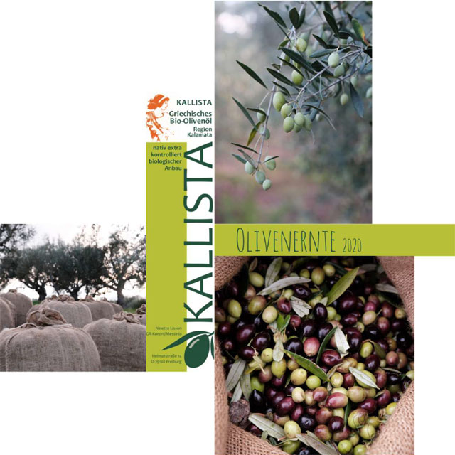kallista olivenernte Koroni Griechenland
